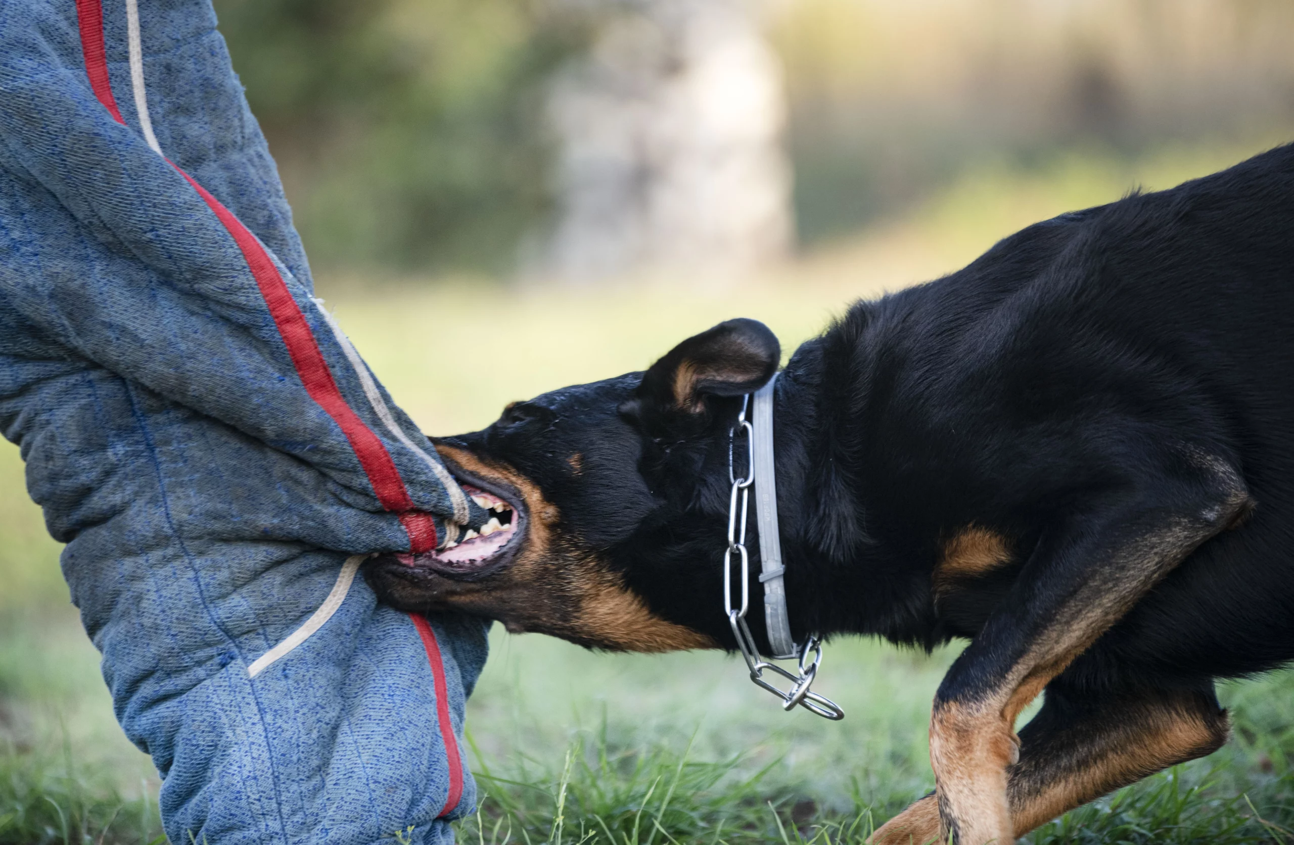 California dog bite law strict liability